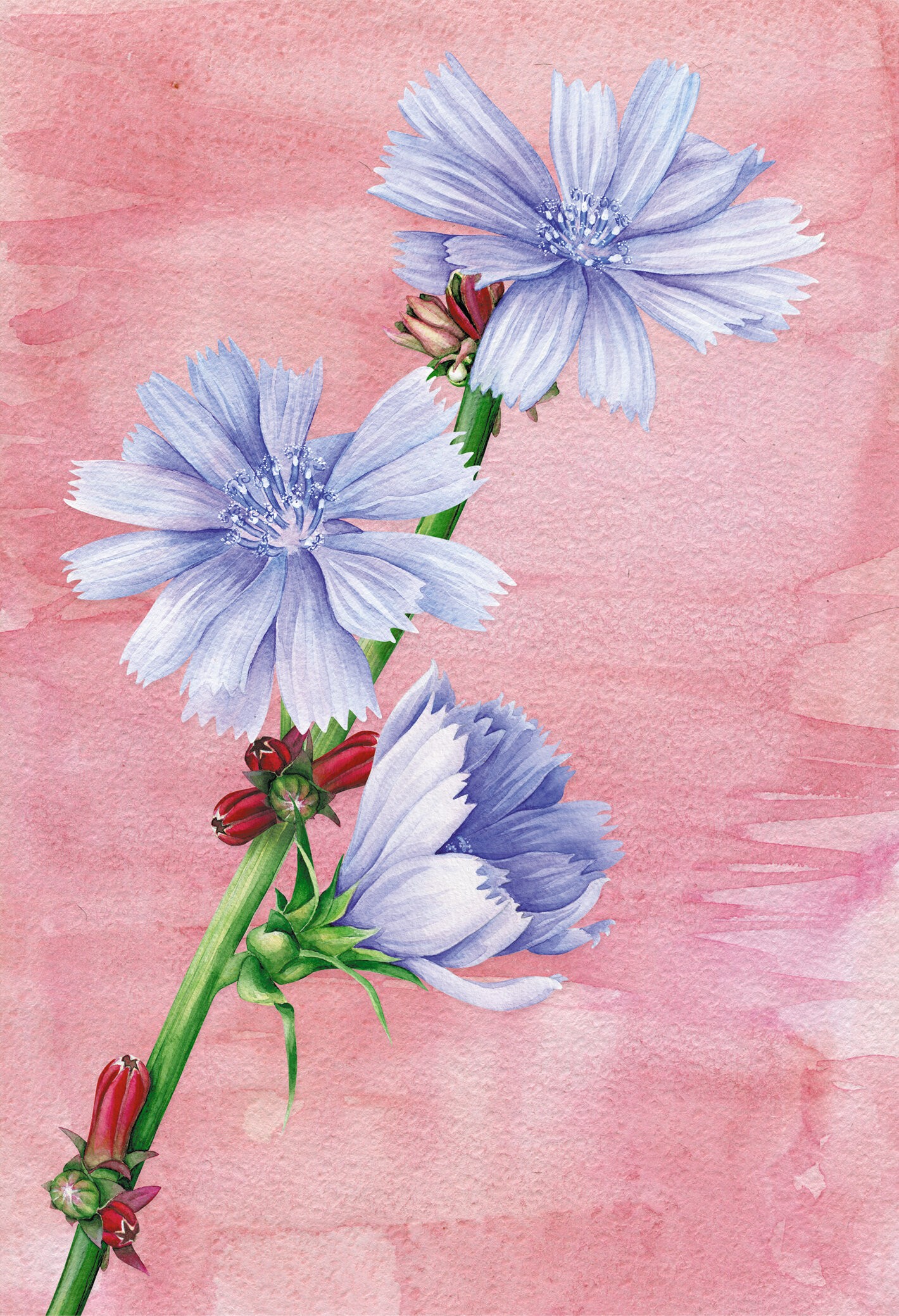 Aquarelle. Полевые цветы – КЗАК6802928 Aquarelle. Полевые цветы – КЗАК6802928