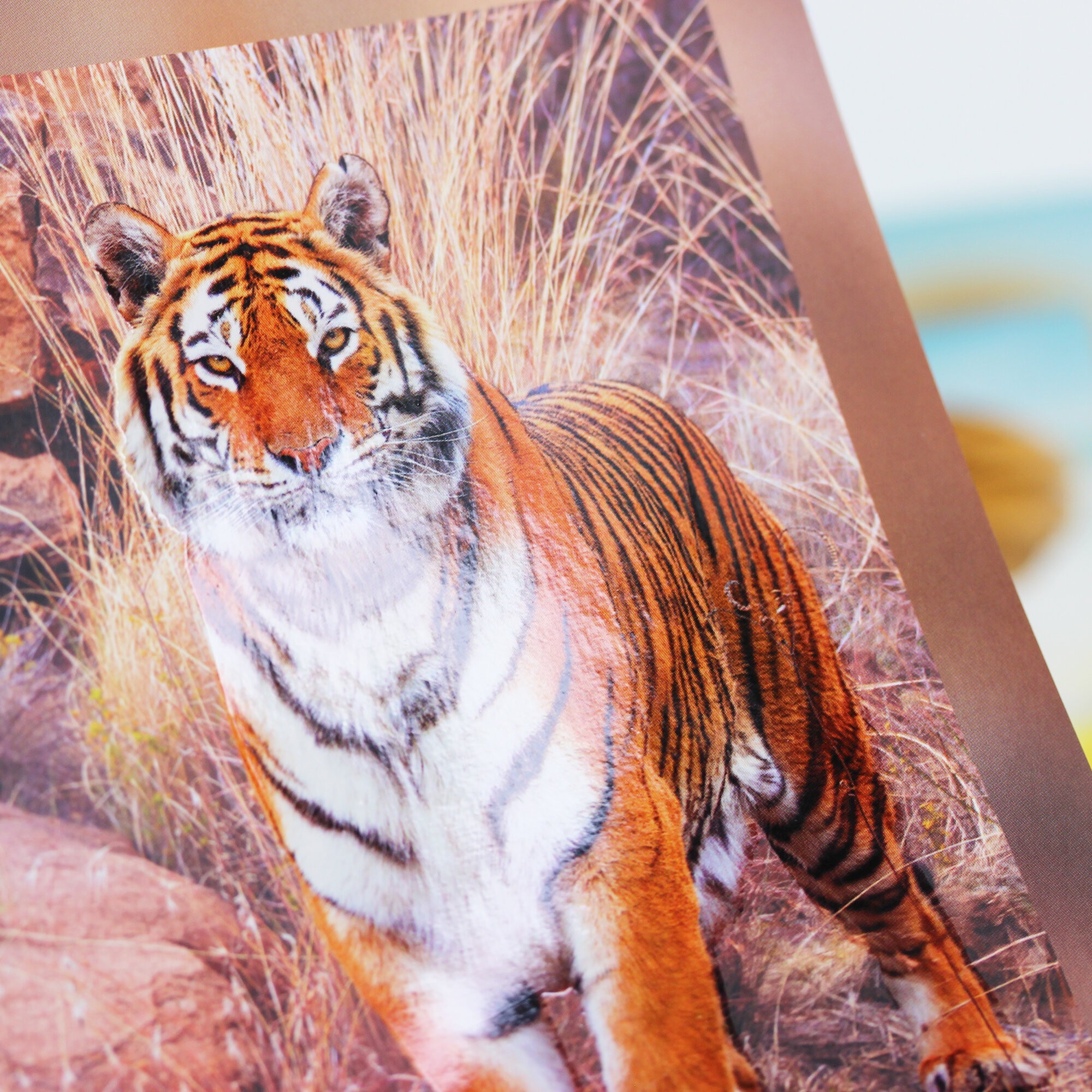 В дикой природе – ТСЛ807697 В дикой природе – ТСЛ807697