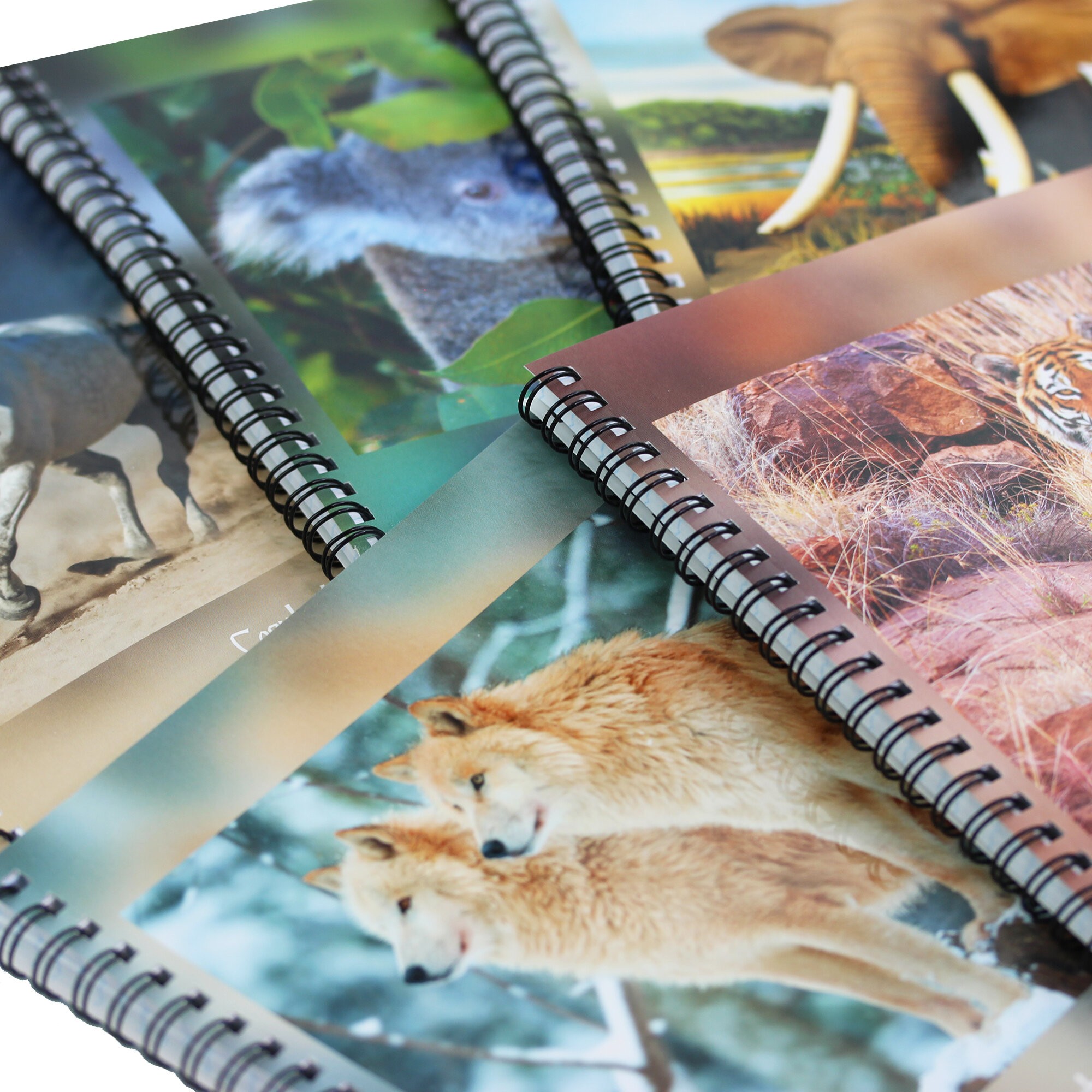 В дикой природе – ТСЛ807697 В дикой природе – ТСЛ807697