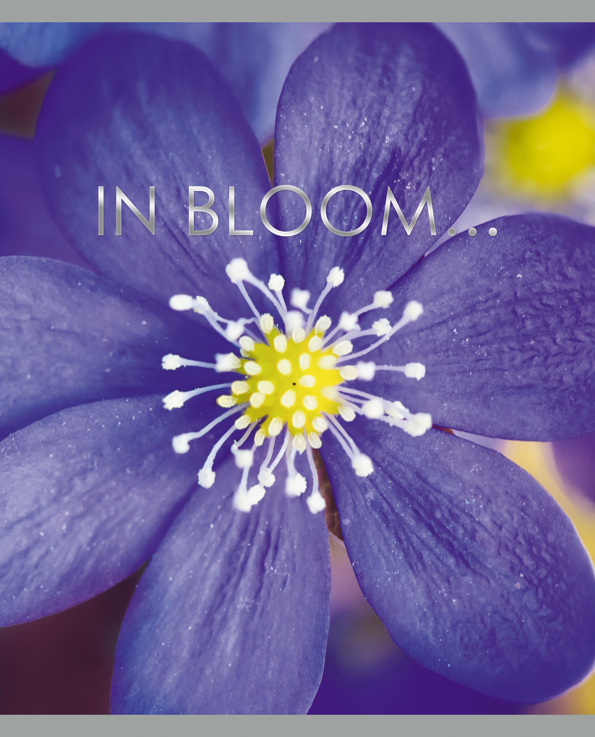 In bloom – ТФ967755 In bloom – ТФ967755