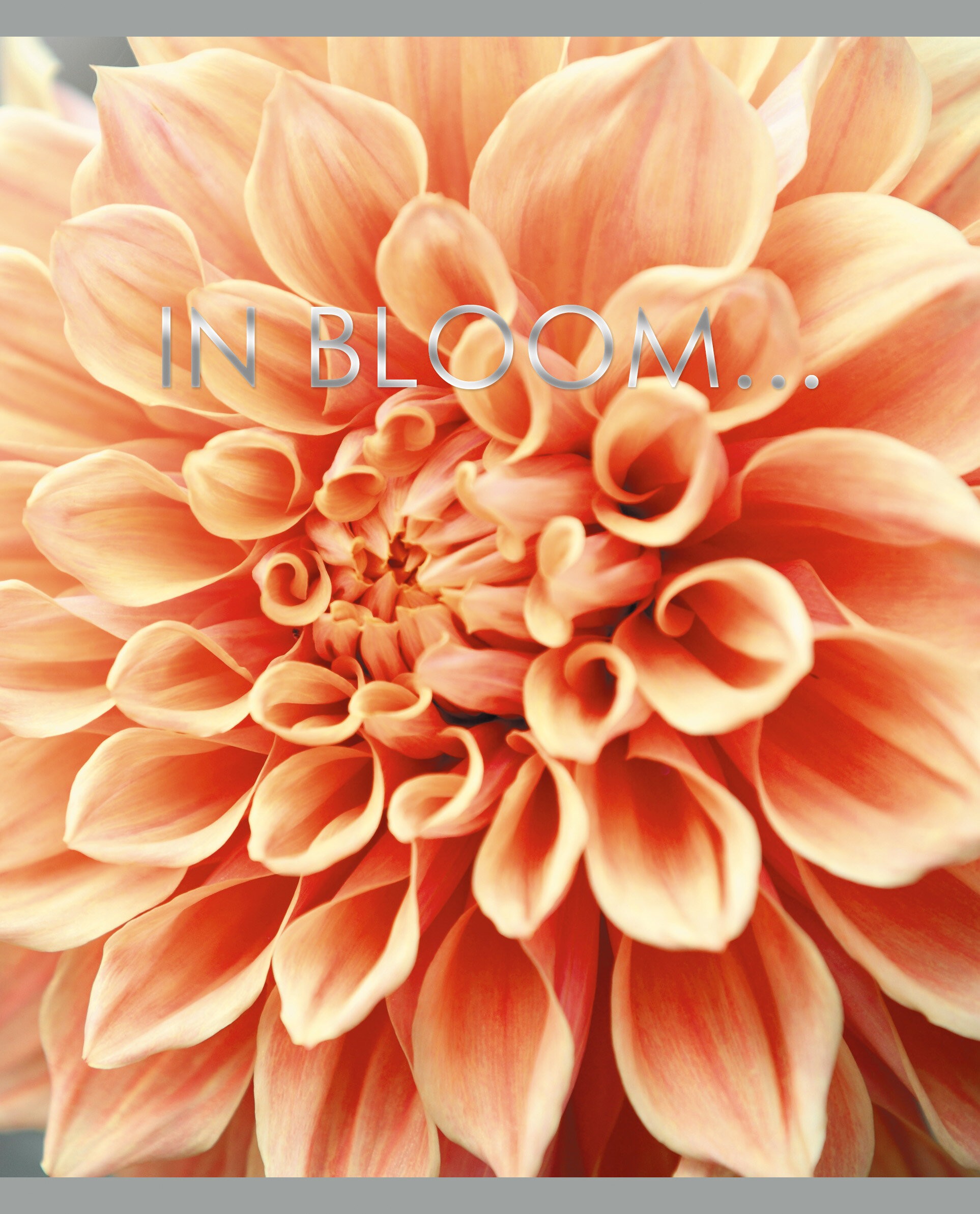 In bloom – ТФ967755 In bloom – ТФ967755