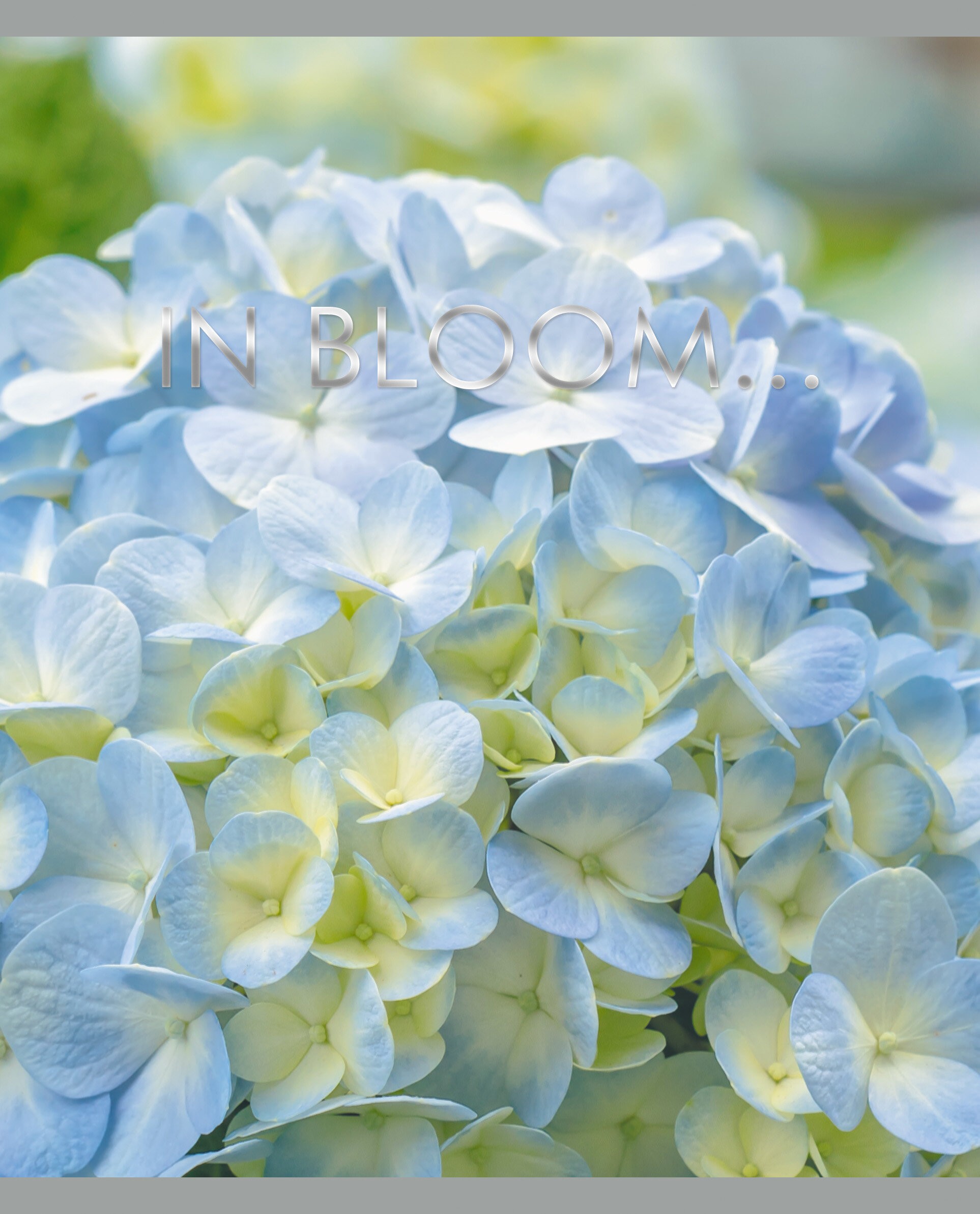 In bloom – ТФ967755 In bloom – ТФ967755