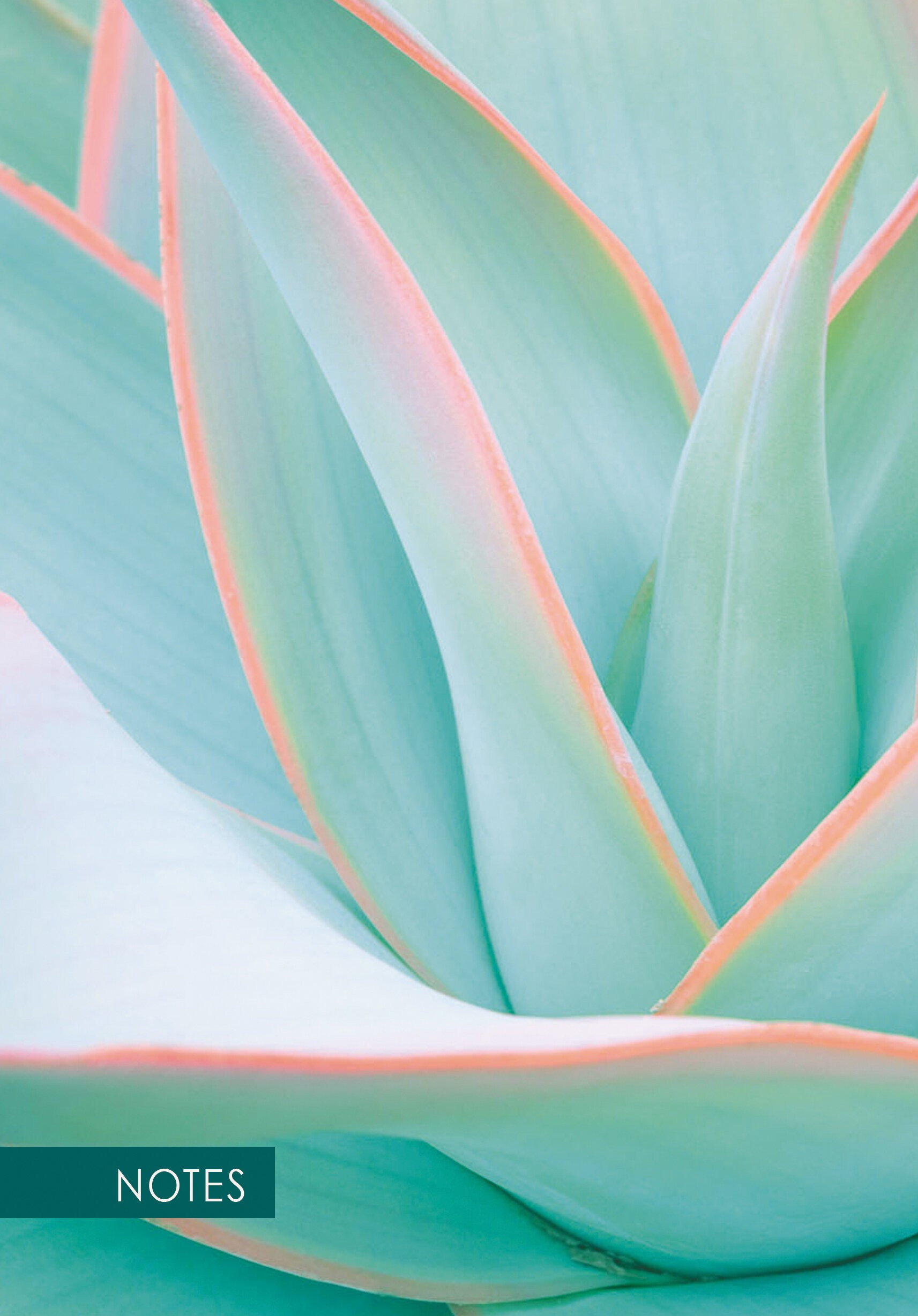 Aloe – КЗ51003516 Aloe – КЗ51003516