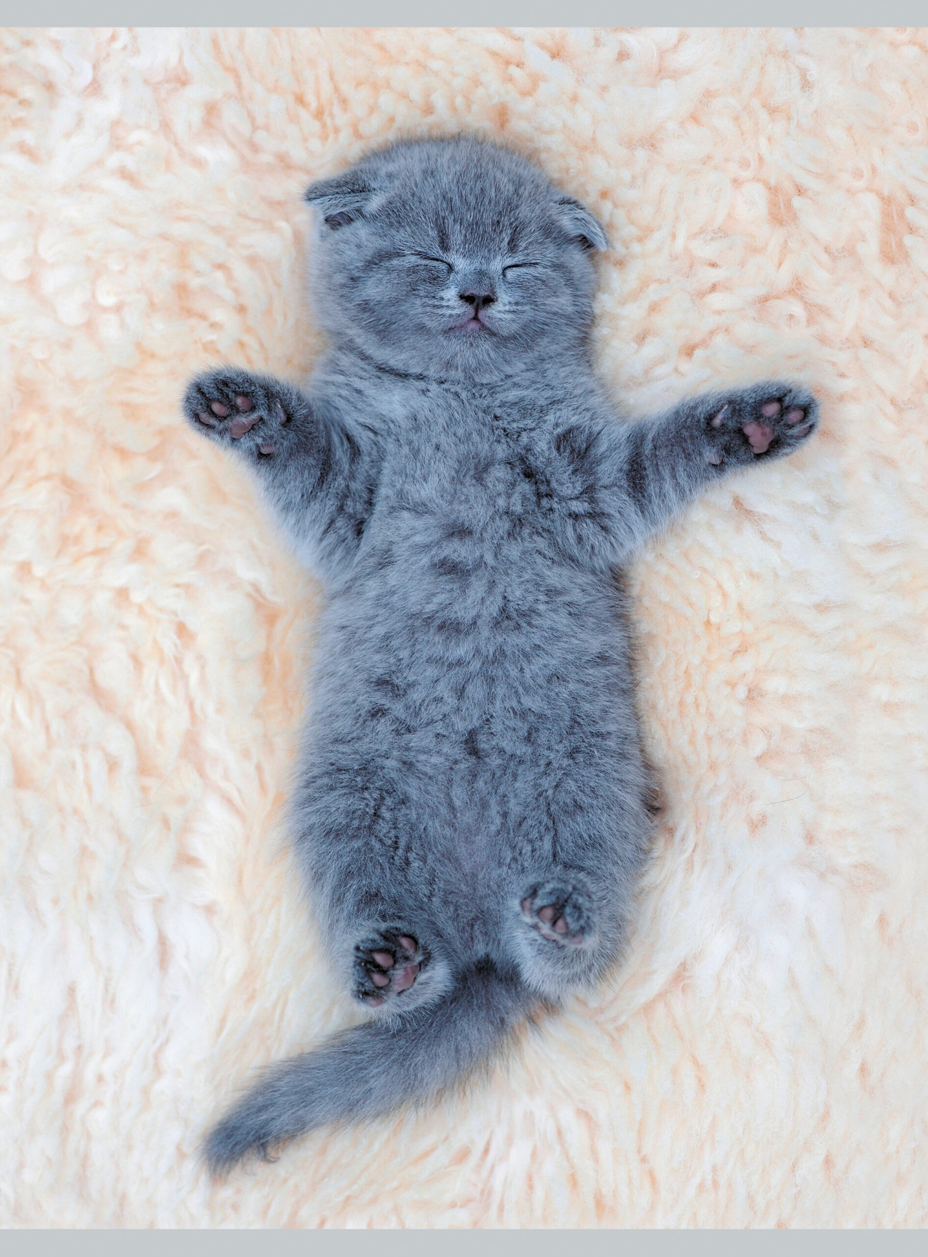 Погладь кота – Т4805085 Погладь кота – Т4805085