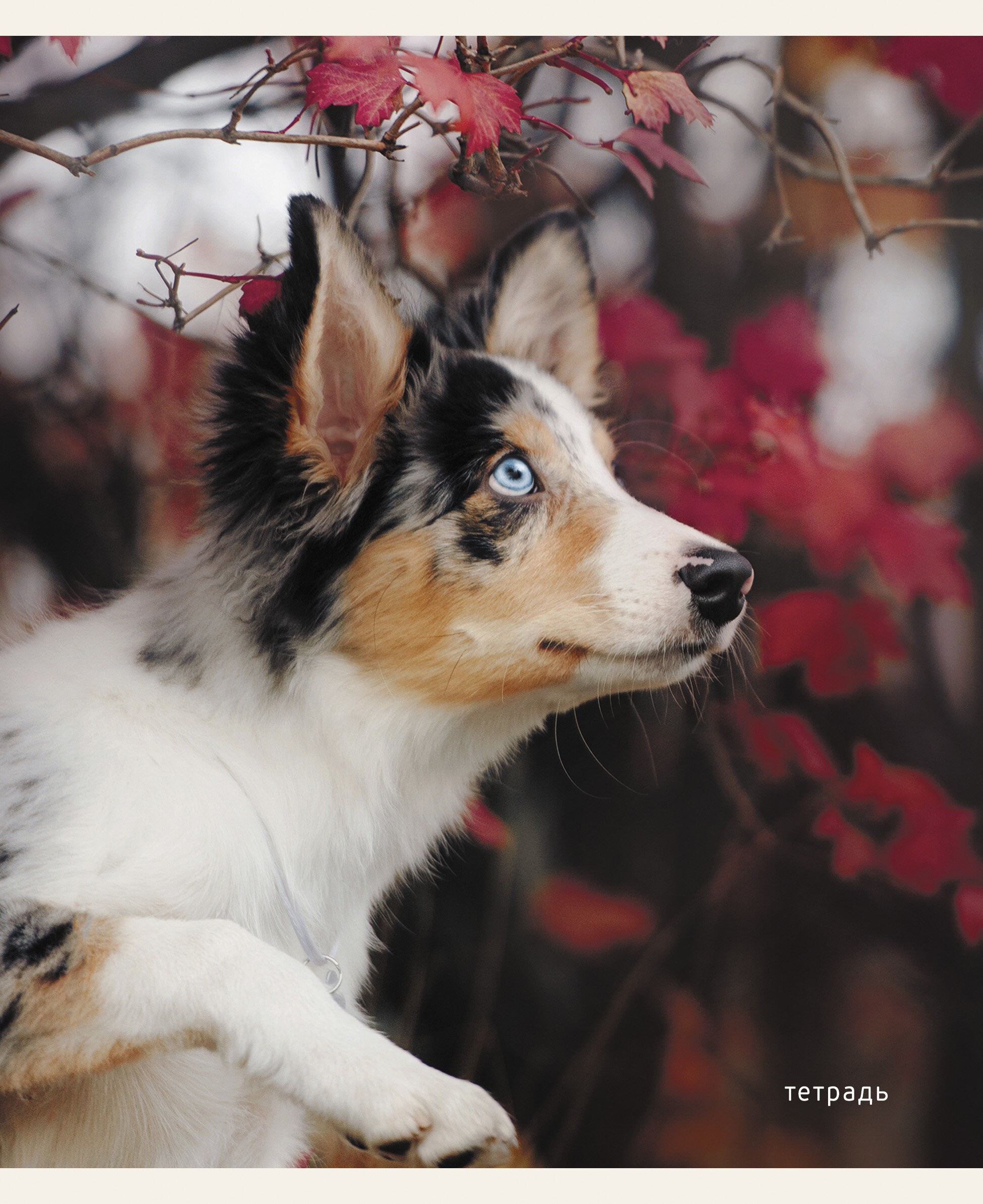 Пушистые друзья – ТК968386 Пушистые друзья – ТК968386