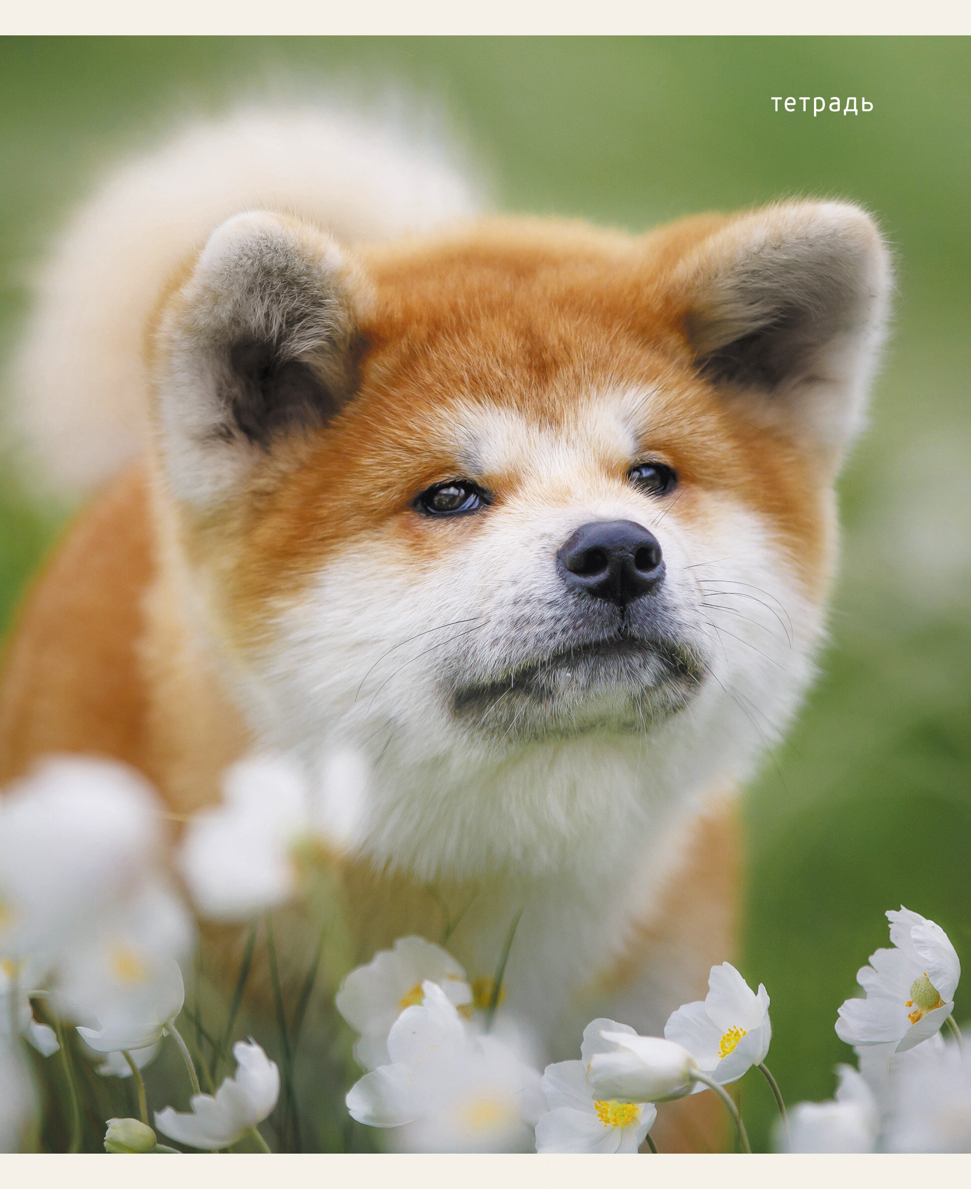 Пушистые друзья – ТК968386 Пушистые друзья – ТК968386