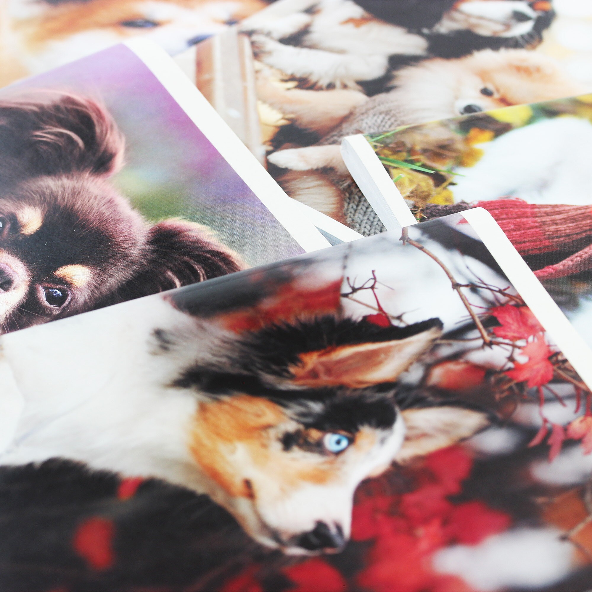 Пушистые друзья – ТК968386 Пушистые друзья – ТК968386