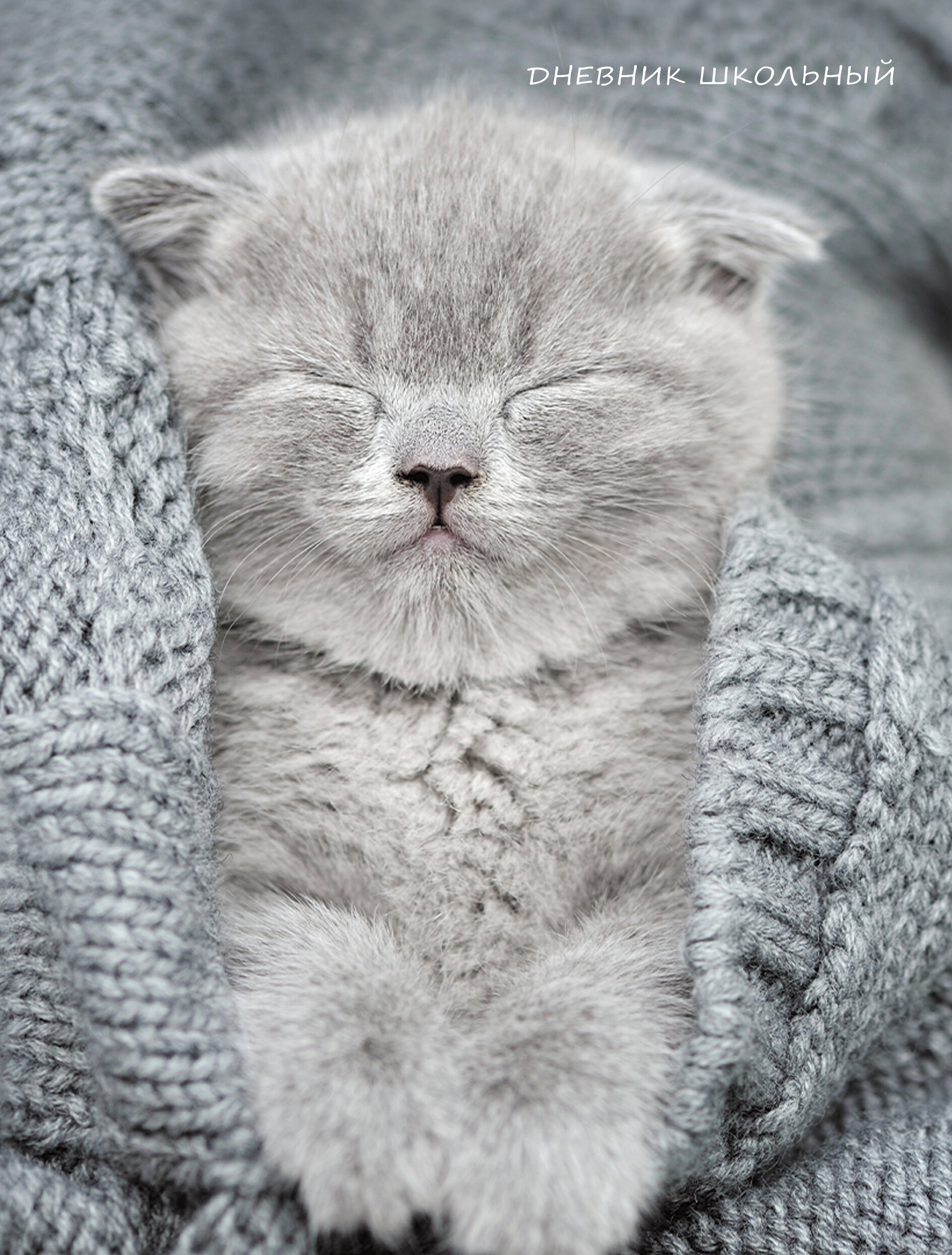 Уютный котик – ДУ234804 Уютный котик – ДУ234804