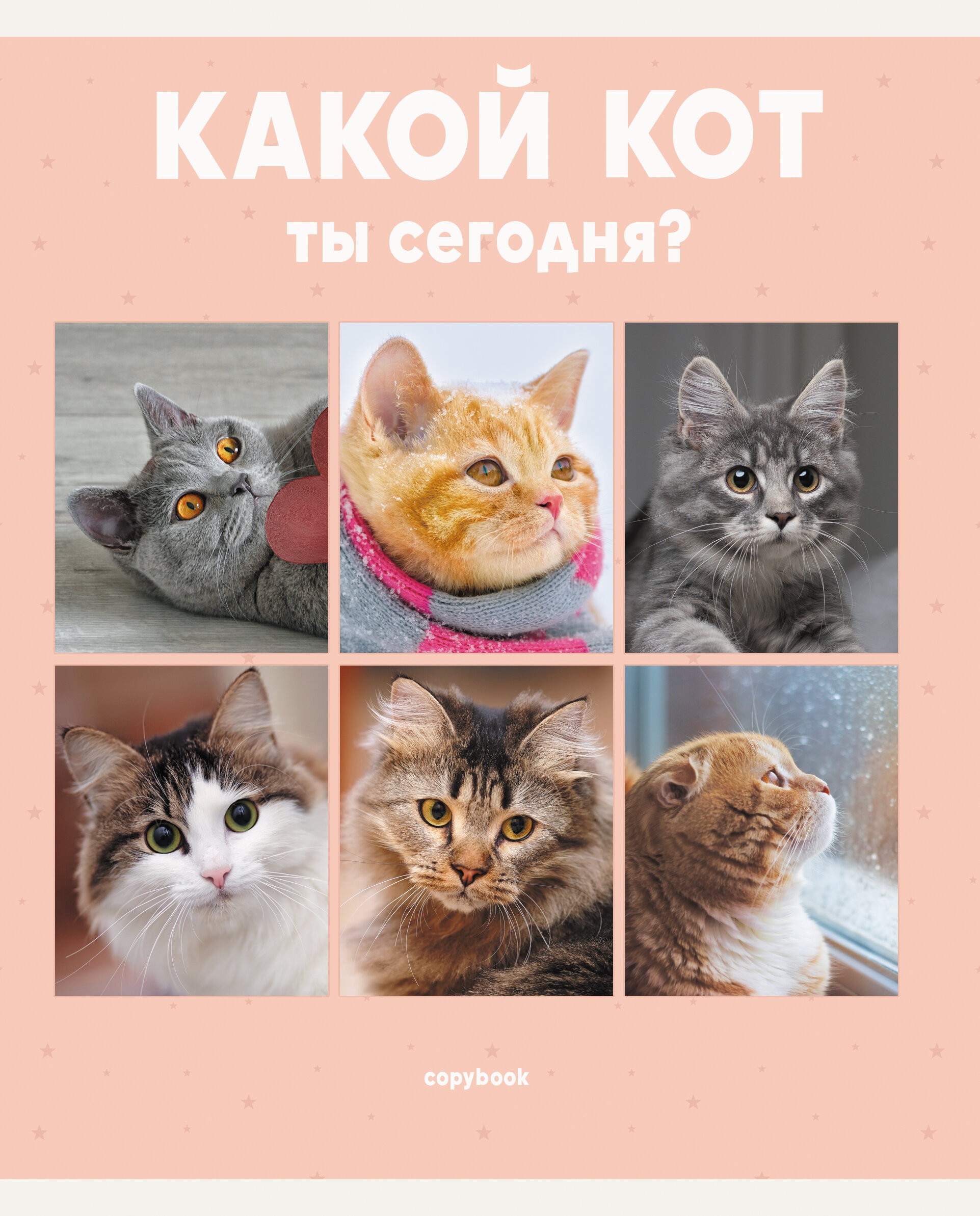 Котики – ТЛ967811 Котики – ТЛ967811