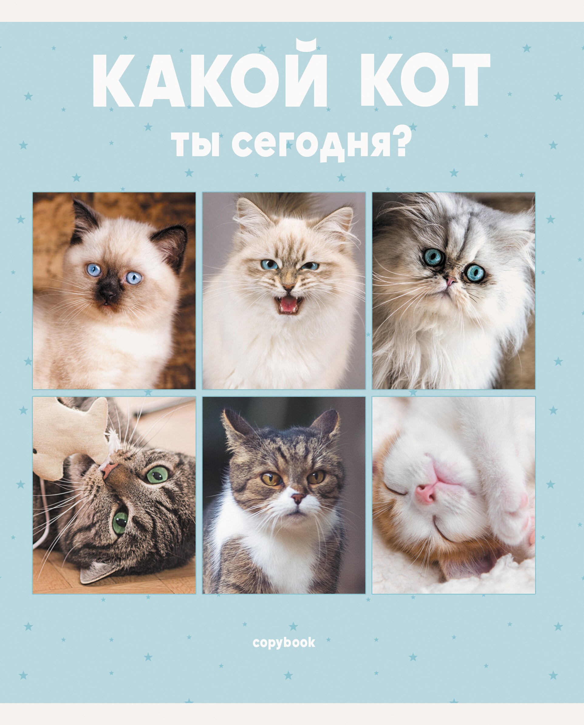 Котики – ТЛ967811 Котики – ТЛ967811