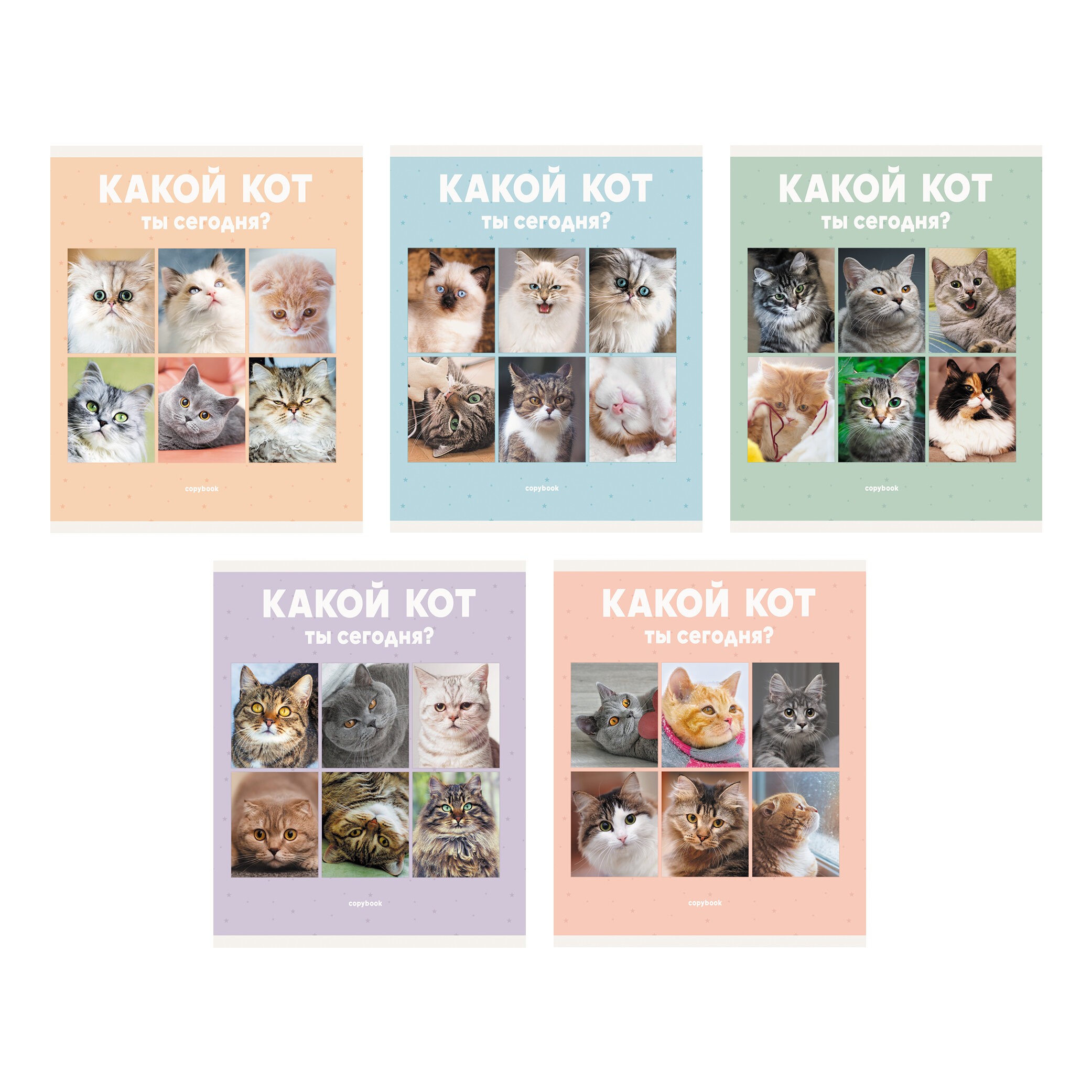 Котики – ТЛ967811 Котики – ТЛ967811