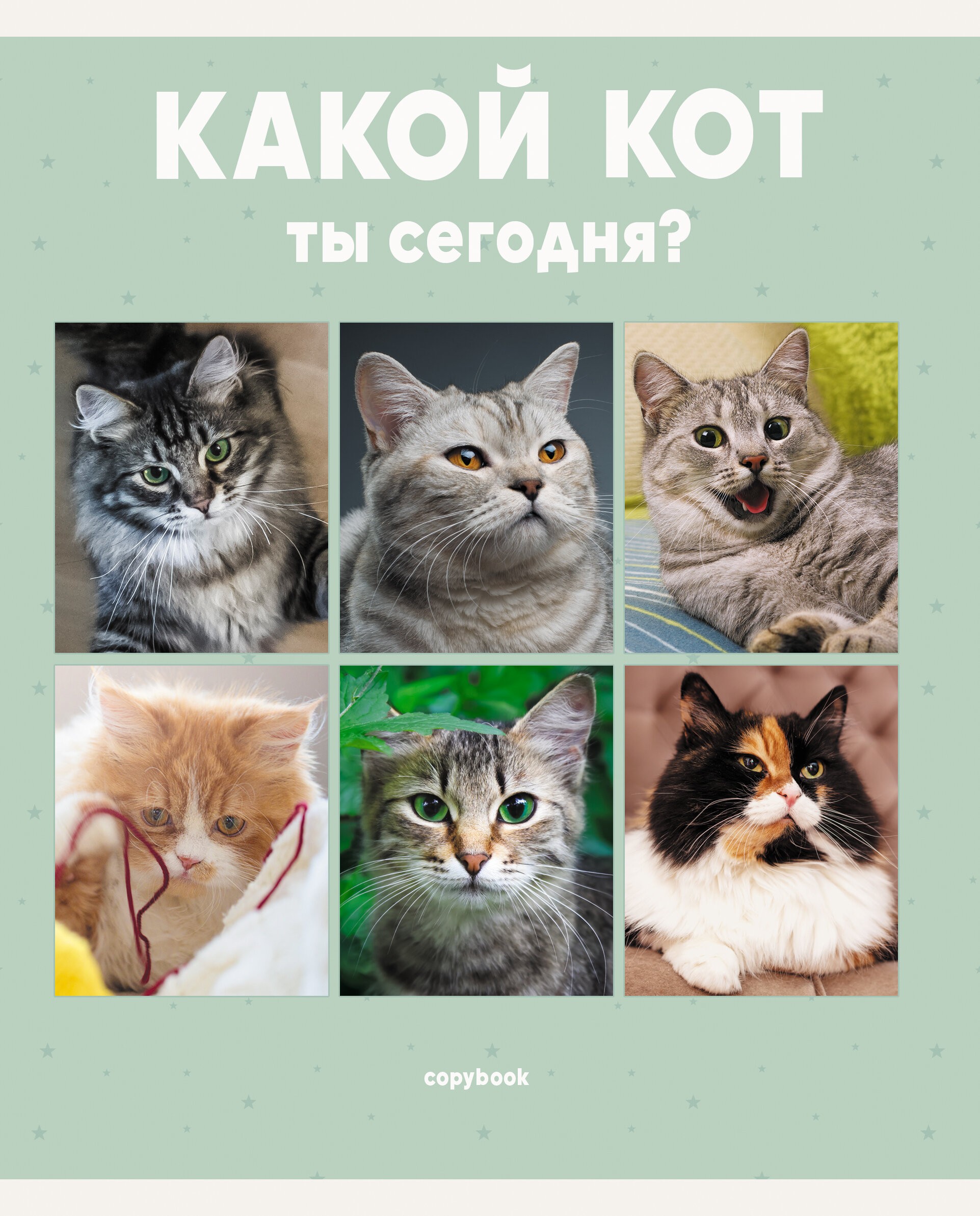 Котики – ТЛ967811 Котики – ТЛ967811