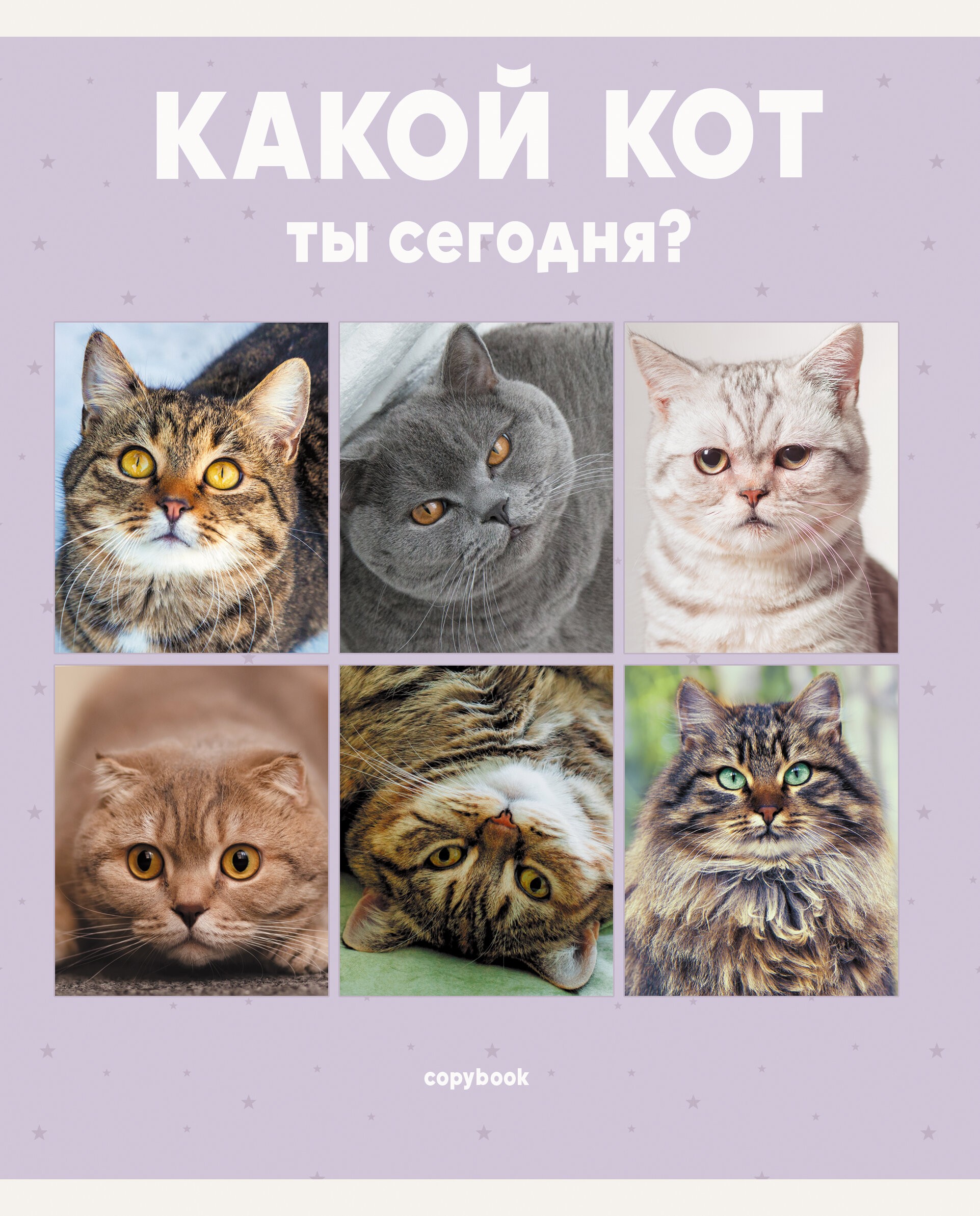 Котики – ТЛ967811 Котики – ТЛ967811