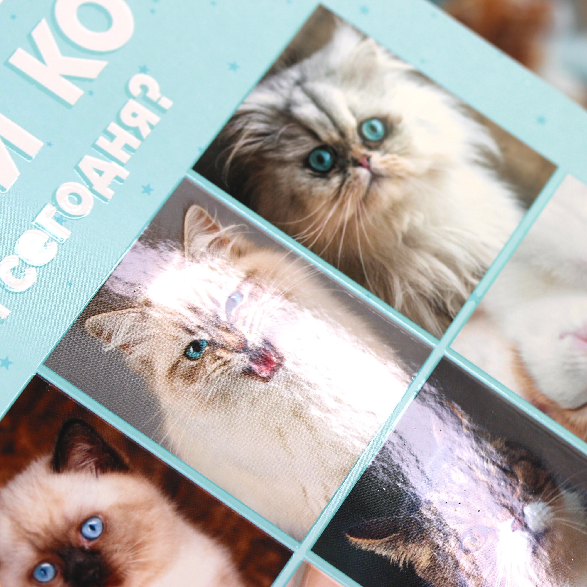 Котики – ТЛ967811 Котики – ТЛ967811