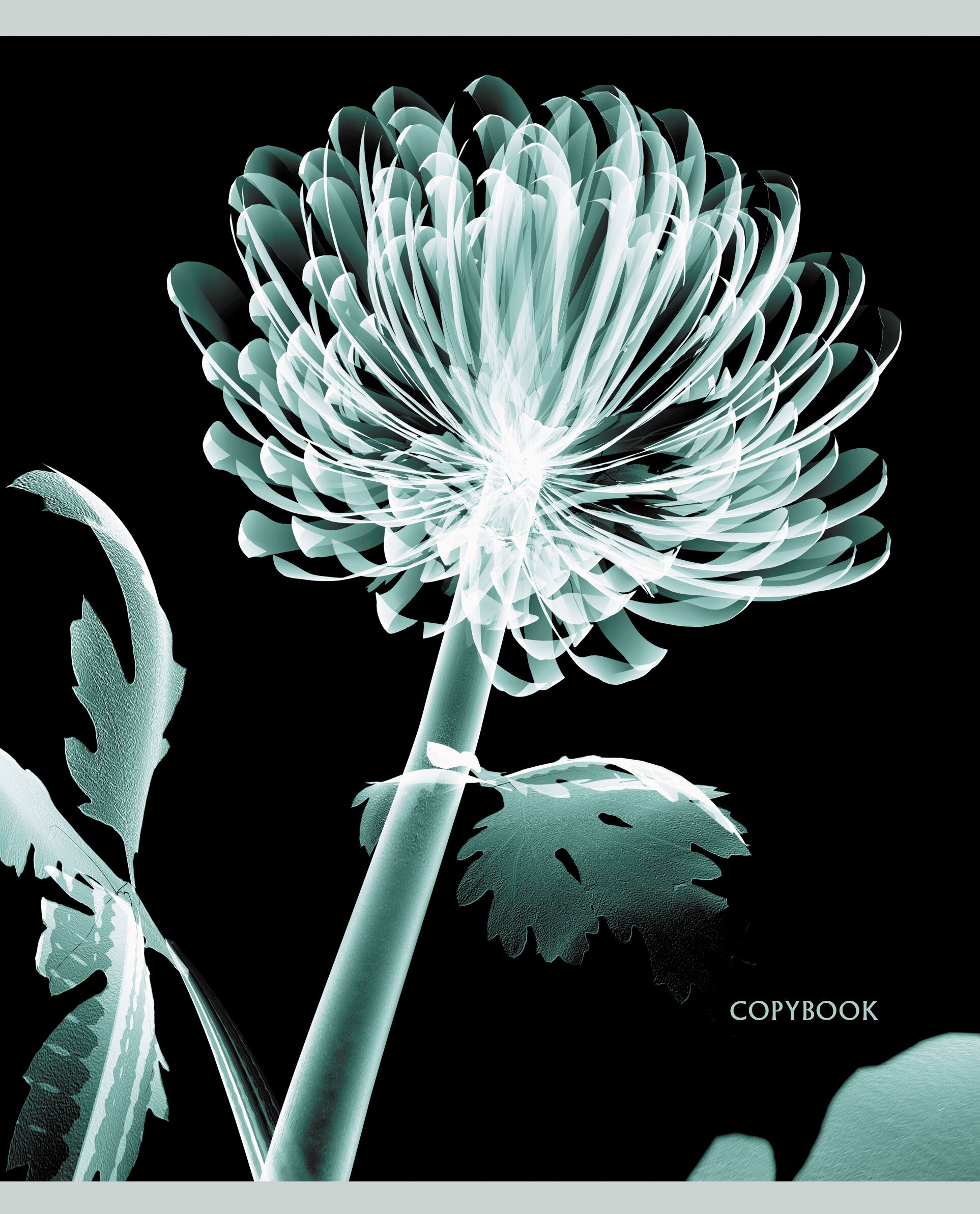 X-ray – ТКФЛ487911 X-ray – ТКФЛ487911