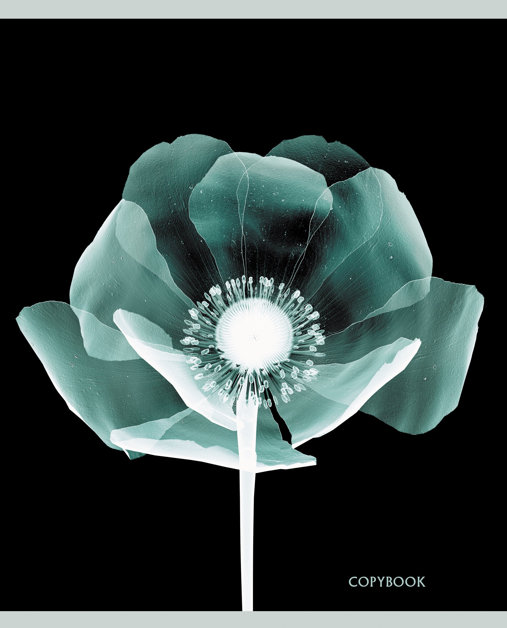 X-ray – ТКФЛ487911 X-ray – ТКФЛ487911