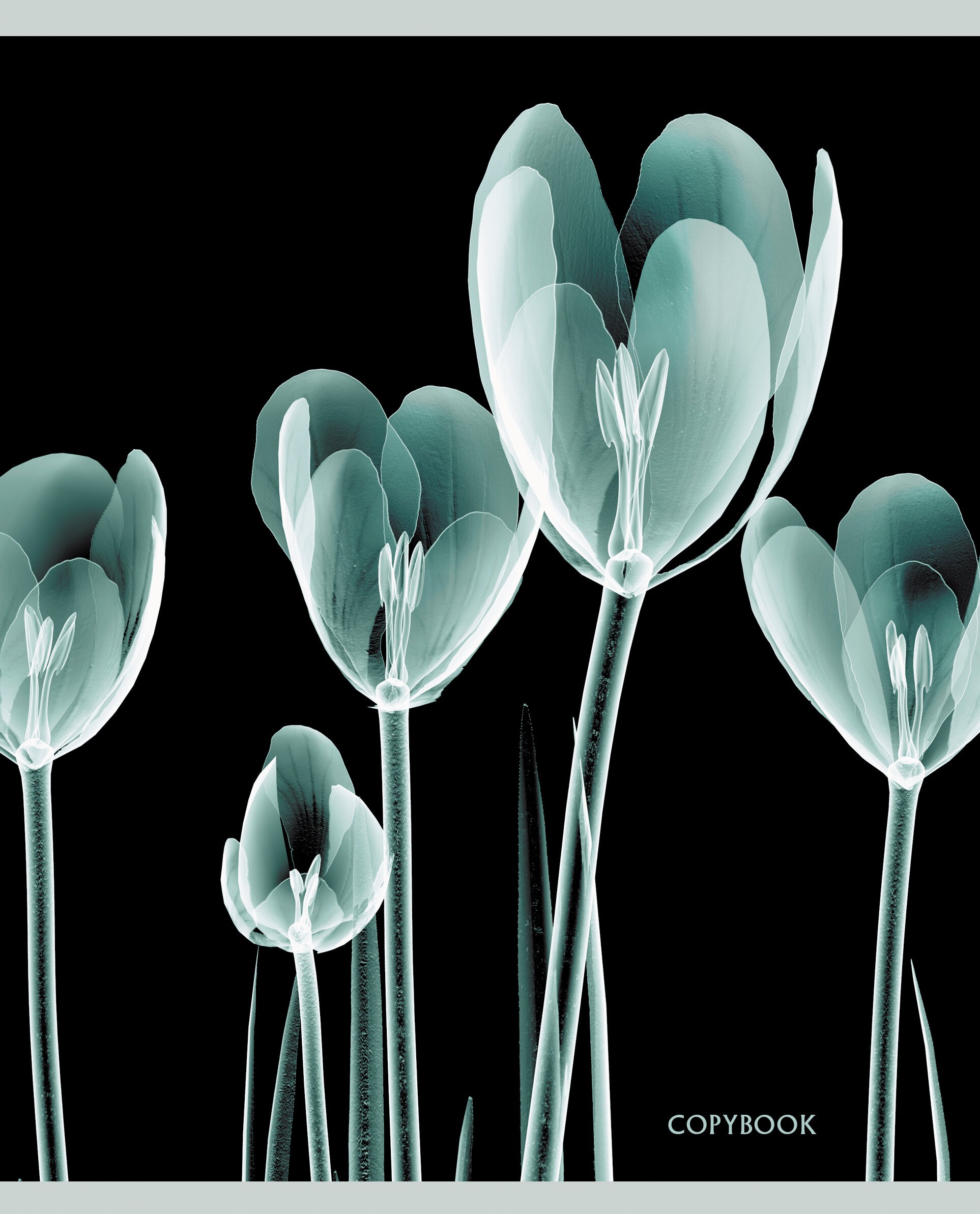 X-ray – ТКФЛ487911 X-ray – ТКФЛ487911