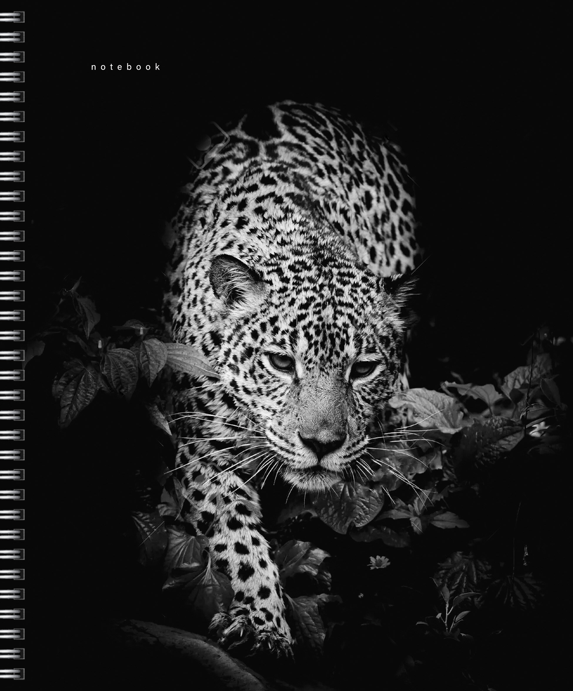 Прекрасные создания – ТСФ968547 Прекрасные создания – ТСФ968547