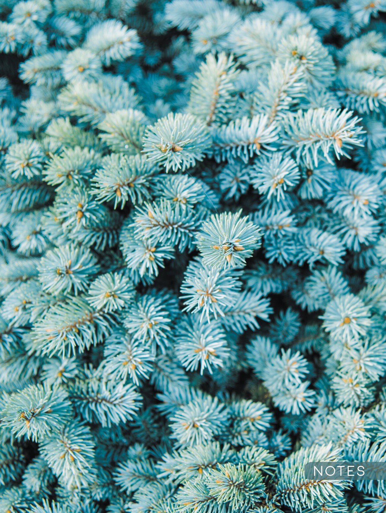 Ель – КЗ6643730 Ель – КЗ6643730