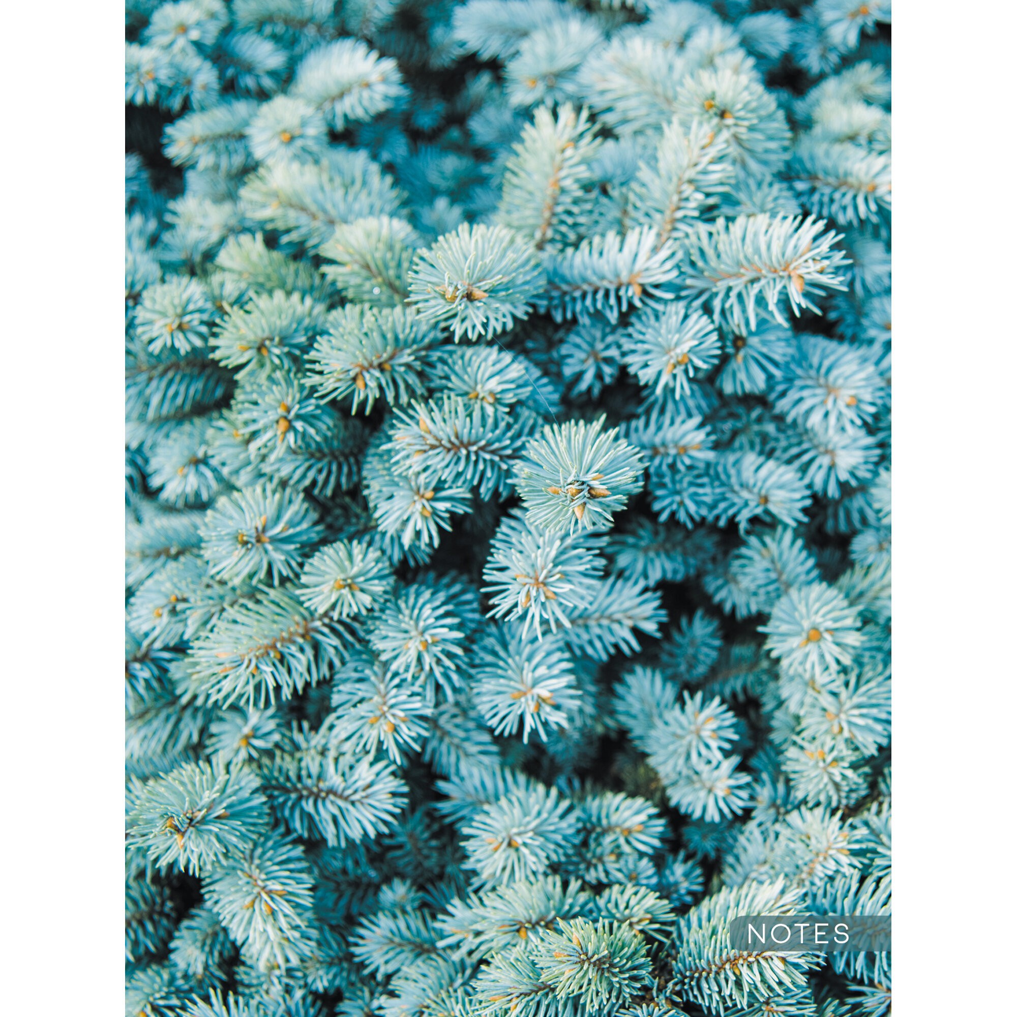 Ель – КЗ6643730 Ель – КЗ6643730